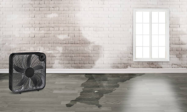 Best Local water damage restoration  in Lagrange, OH